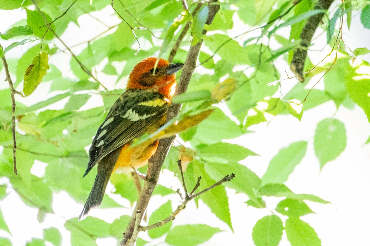 Flame-colored Tanager - ML476936481