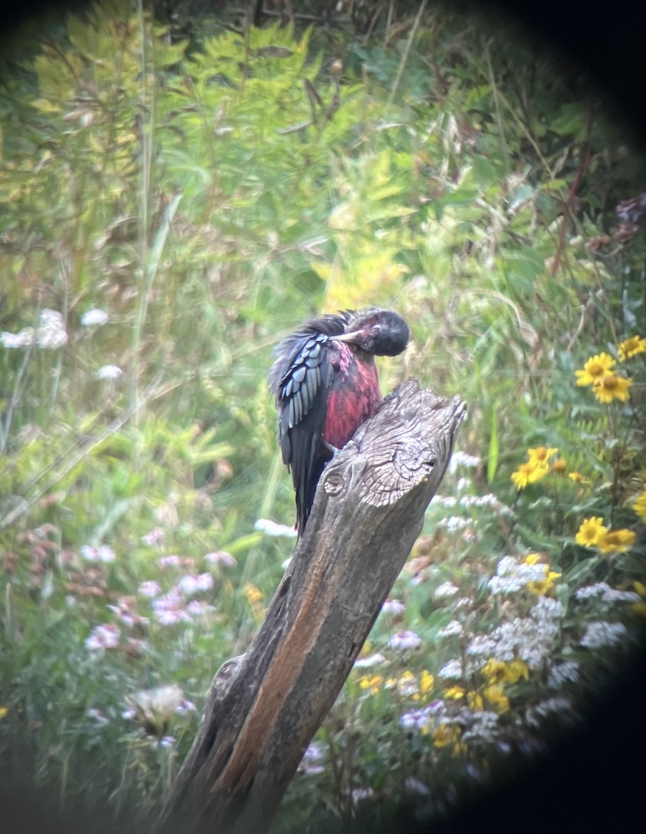 Lewis's Woodpecker - ML476936501