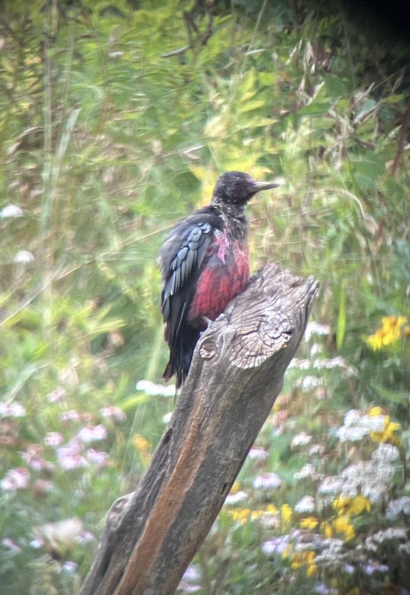 Lewis's Woodpecker - ML476936511