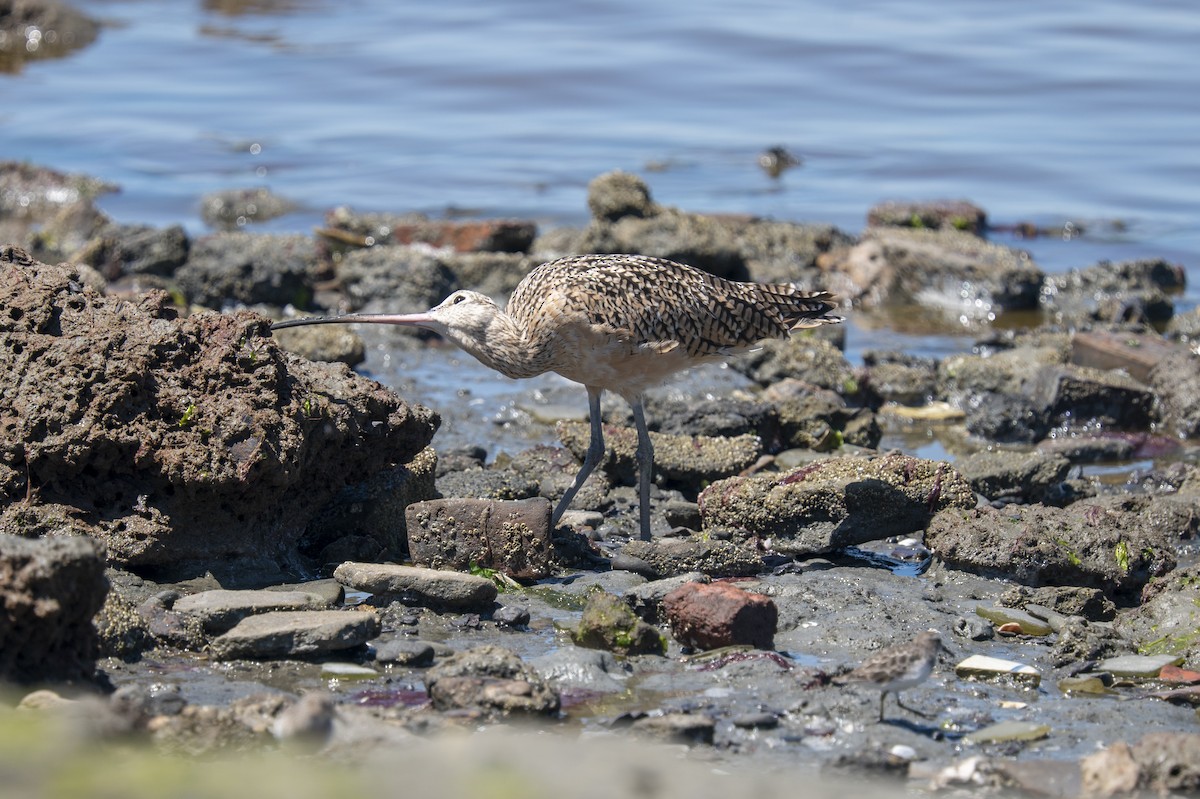 Long-billed Curlew - ML476937151