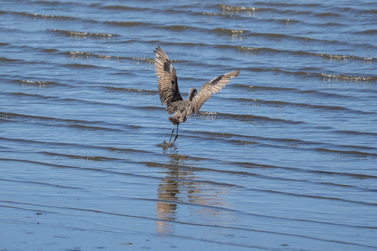Long-billed Curlew - ML476937171