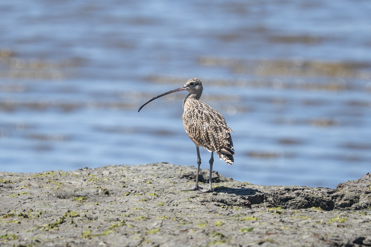 Long-billed Curlew - ML476937181