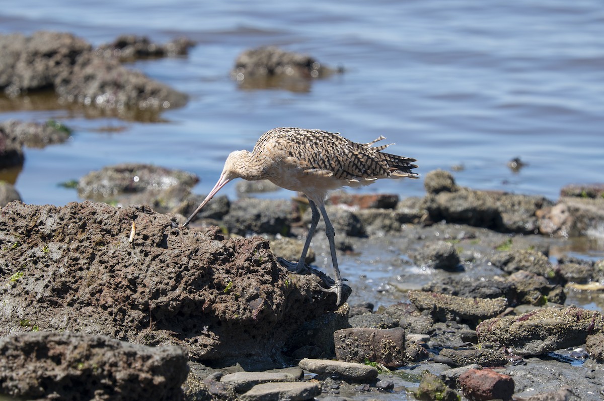 Long-billed Curlew - ML476937191