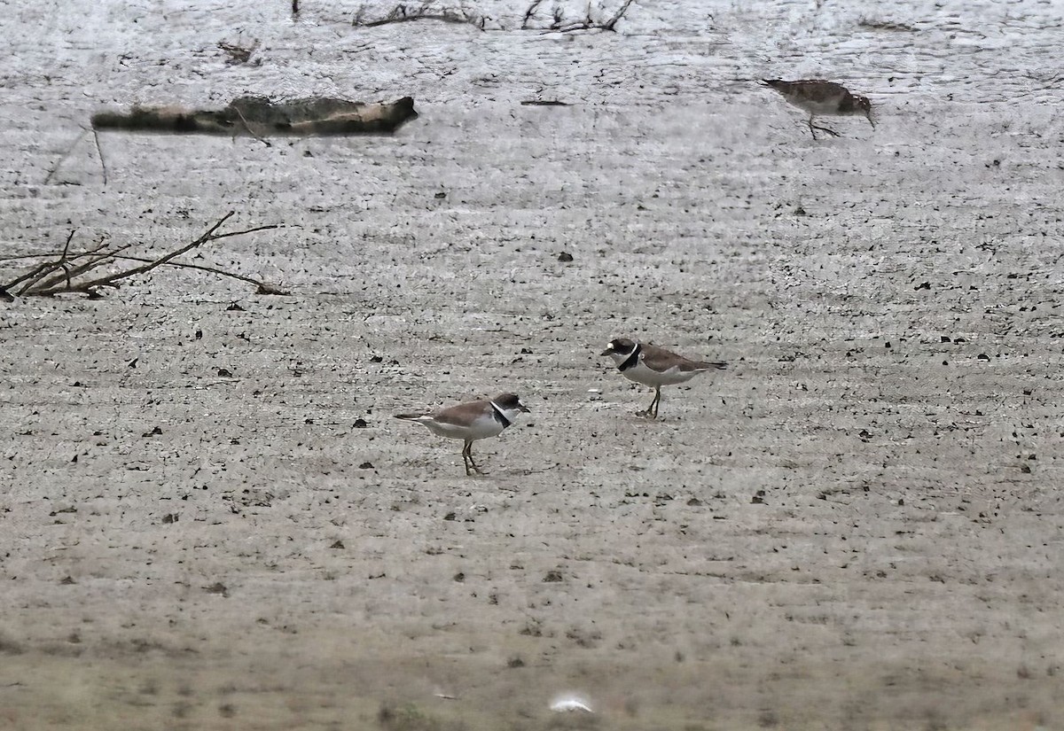 Semipalmated Plover - ML476937221