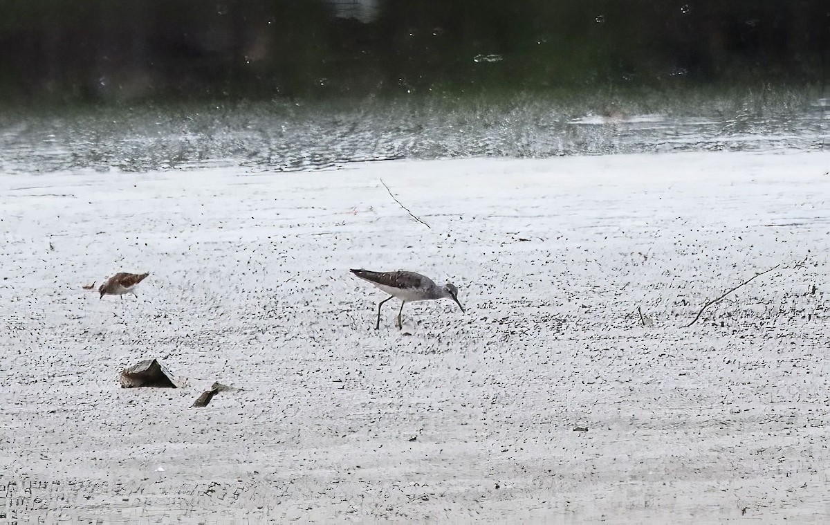 Stilt Sandpiper - ML476938381
