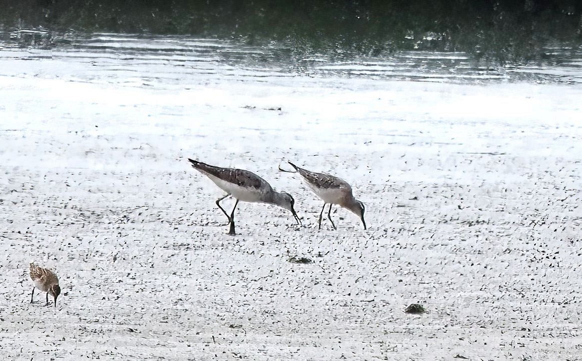 Stilt Sandpiper - ML476938391