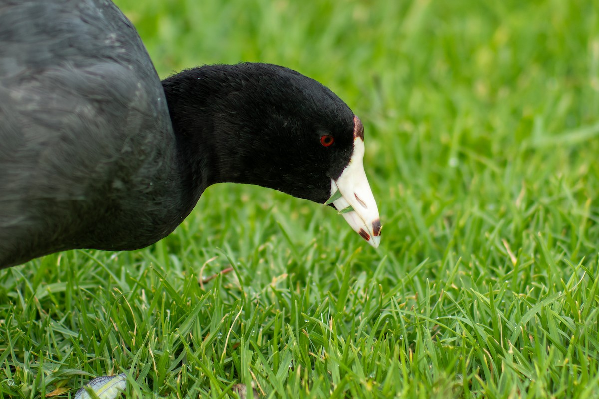 American Coot - Diego Roldán Piña