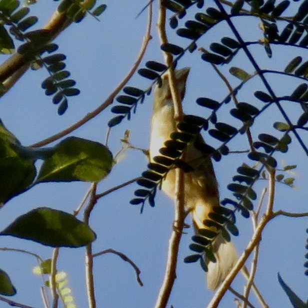 Green-winged Saltator - Jennifer Rycenga