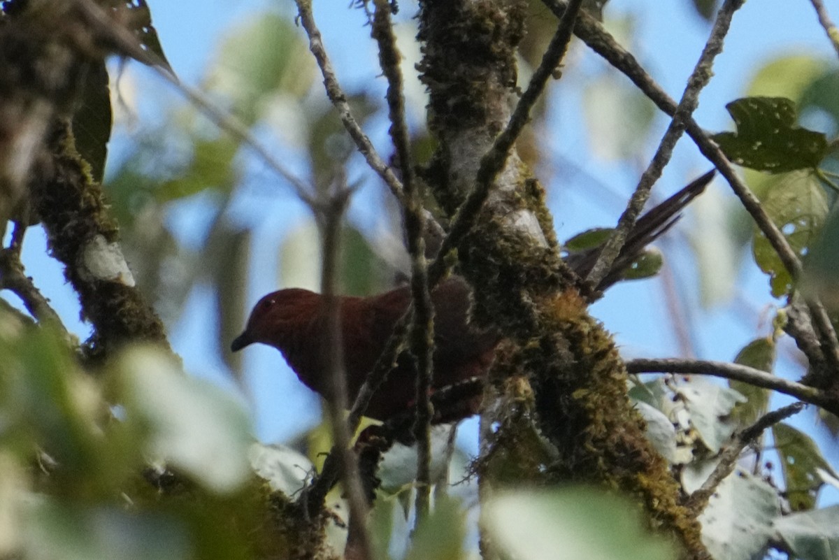 Black-billed Cuckoo-Dove - ML476942651