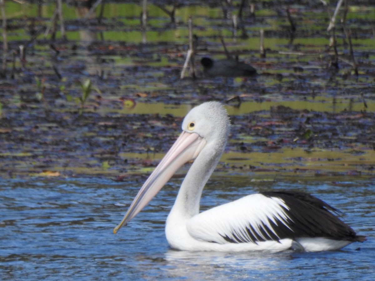 Australian Pelican - ML476943981
