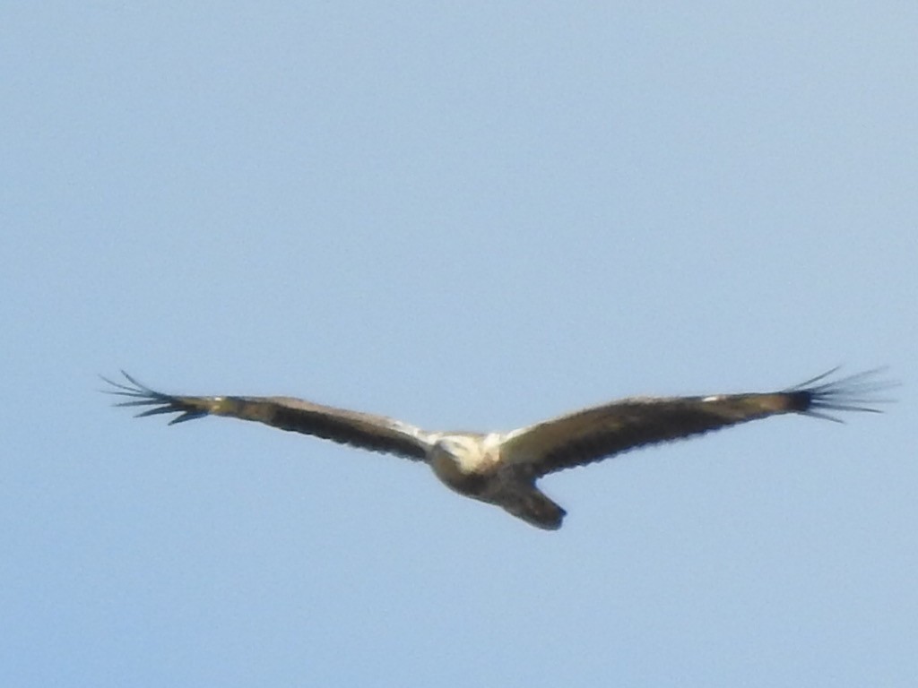 White-bellied Sea-Eagle - Scott Fox