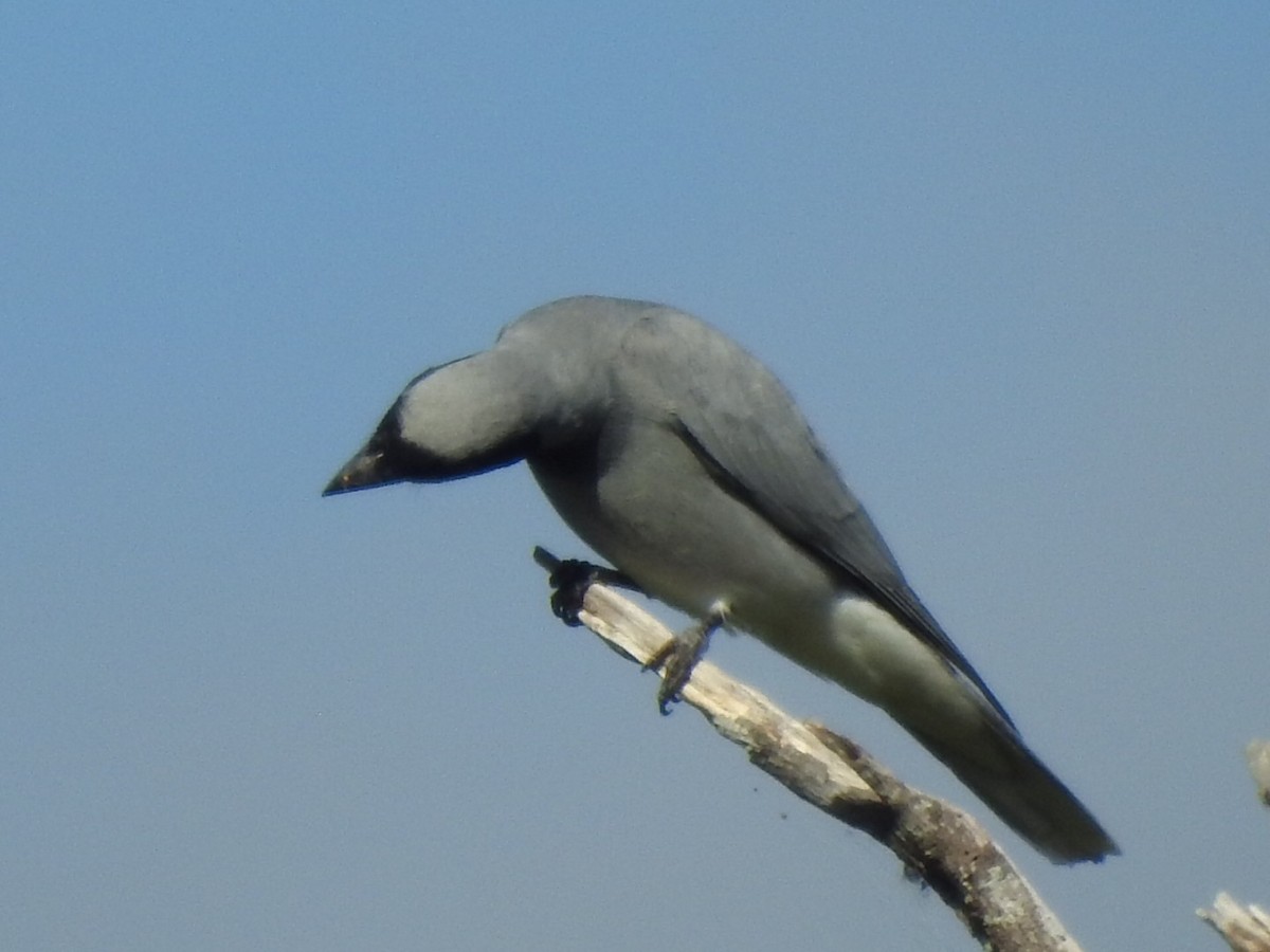 Schwarzgesicht-Raupenfänger - ML476944241