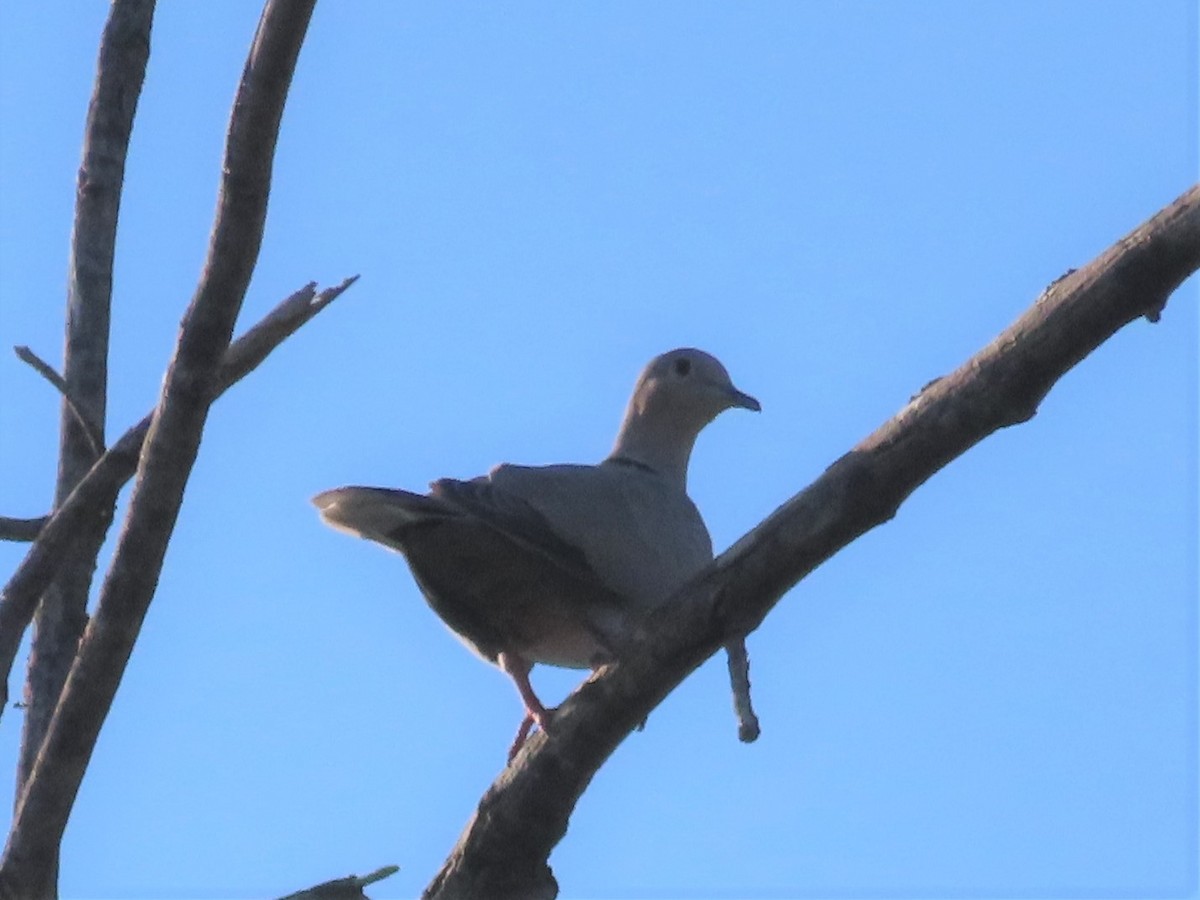 Eurasian Collared-Dove - ML476944981