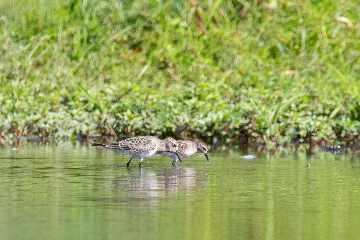 Baird's Sandpiper - ML476946001