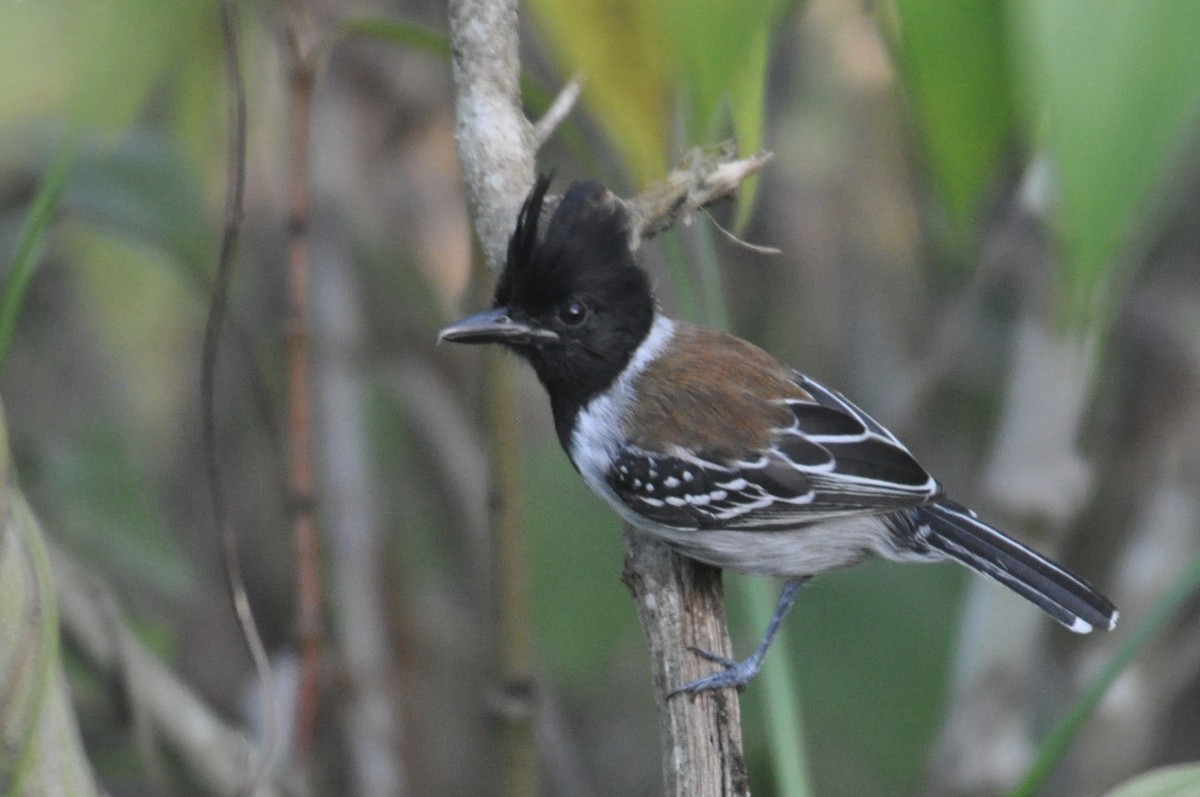 Black-crested Antshrike - James Fox