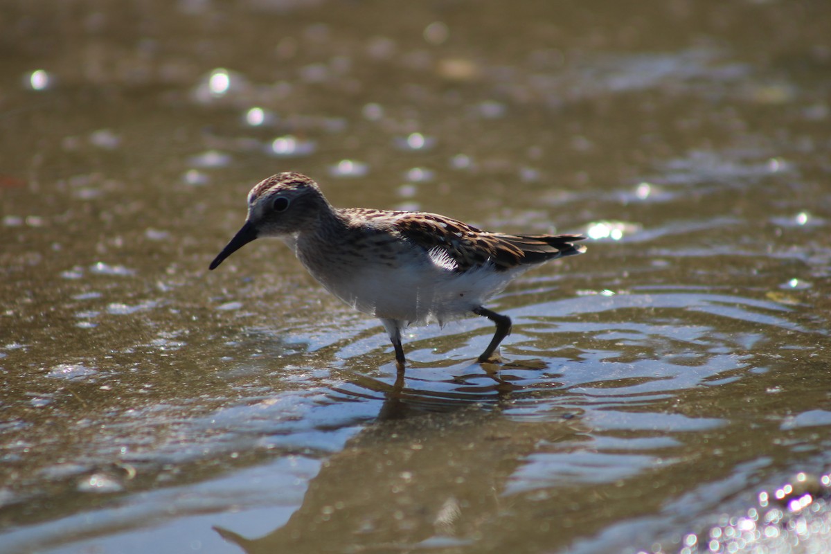 Least Sandpiper - ML476946211