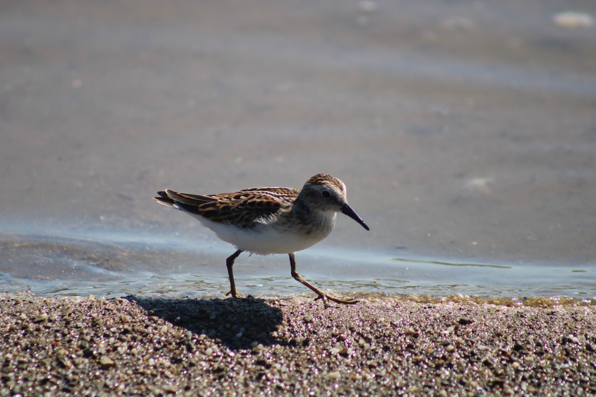 Least Sandpiper - ML476946281