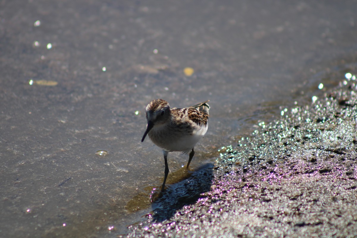 Least Sandpiper - ML476946291