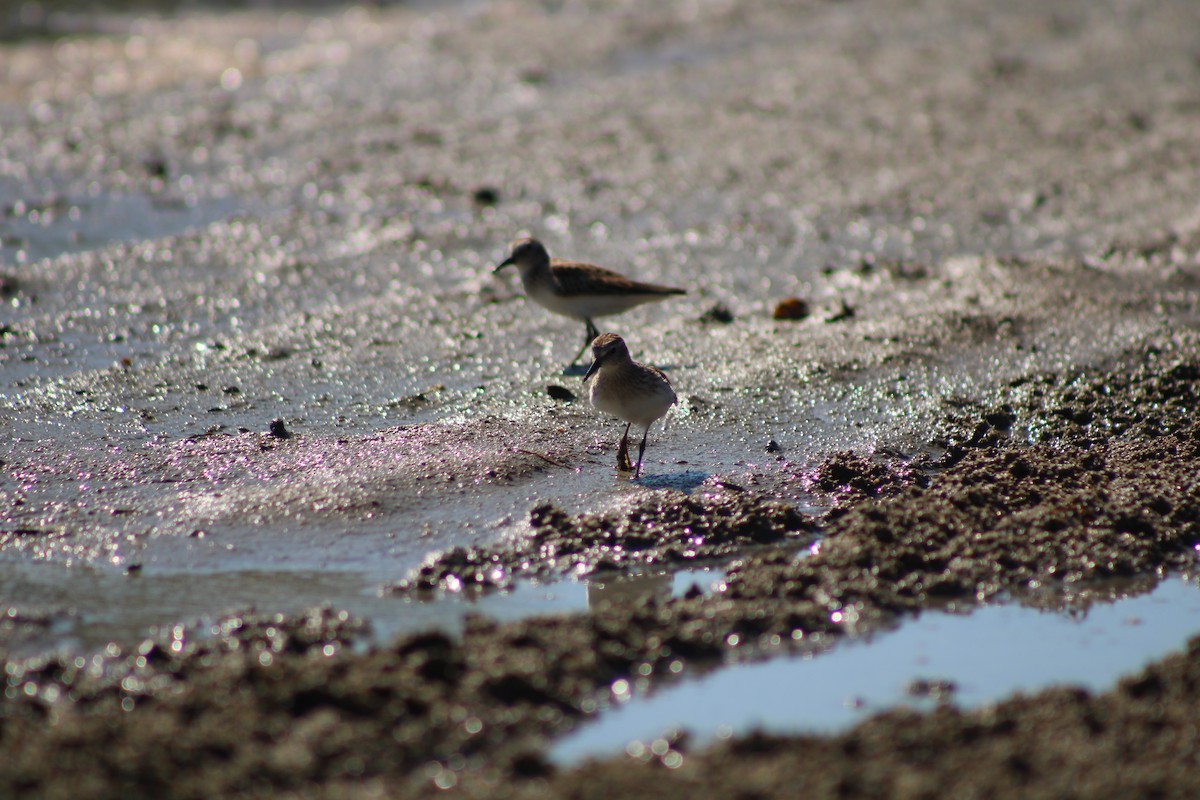 Least Sandpiper - ML476946301