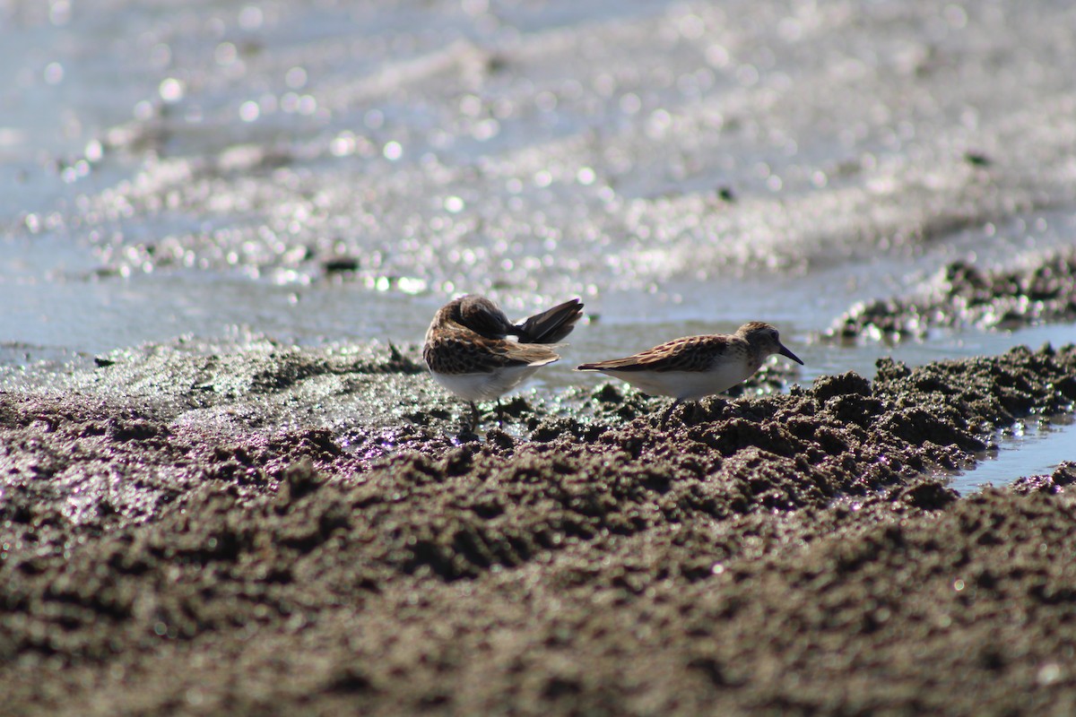 Least Sandpiper - ML476946321