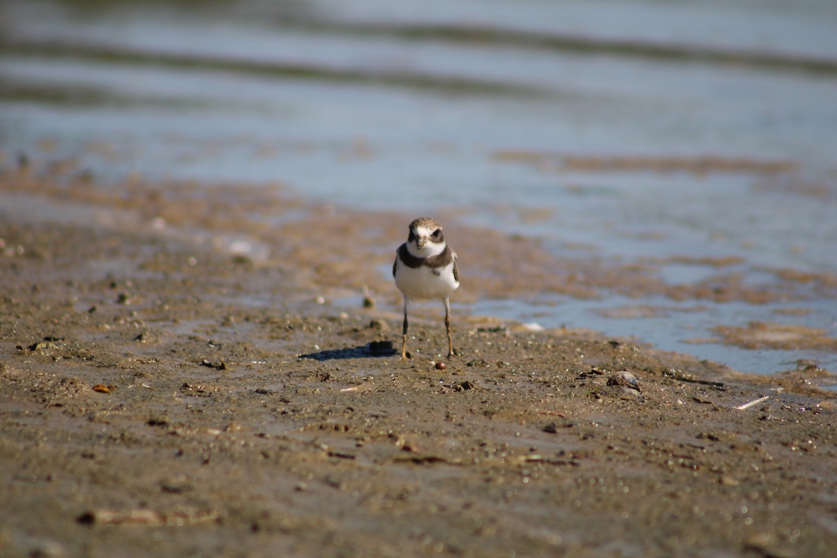 Semipalmated Plover - ML476946341