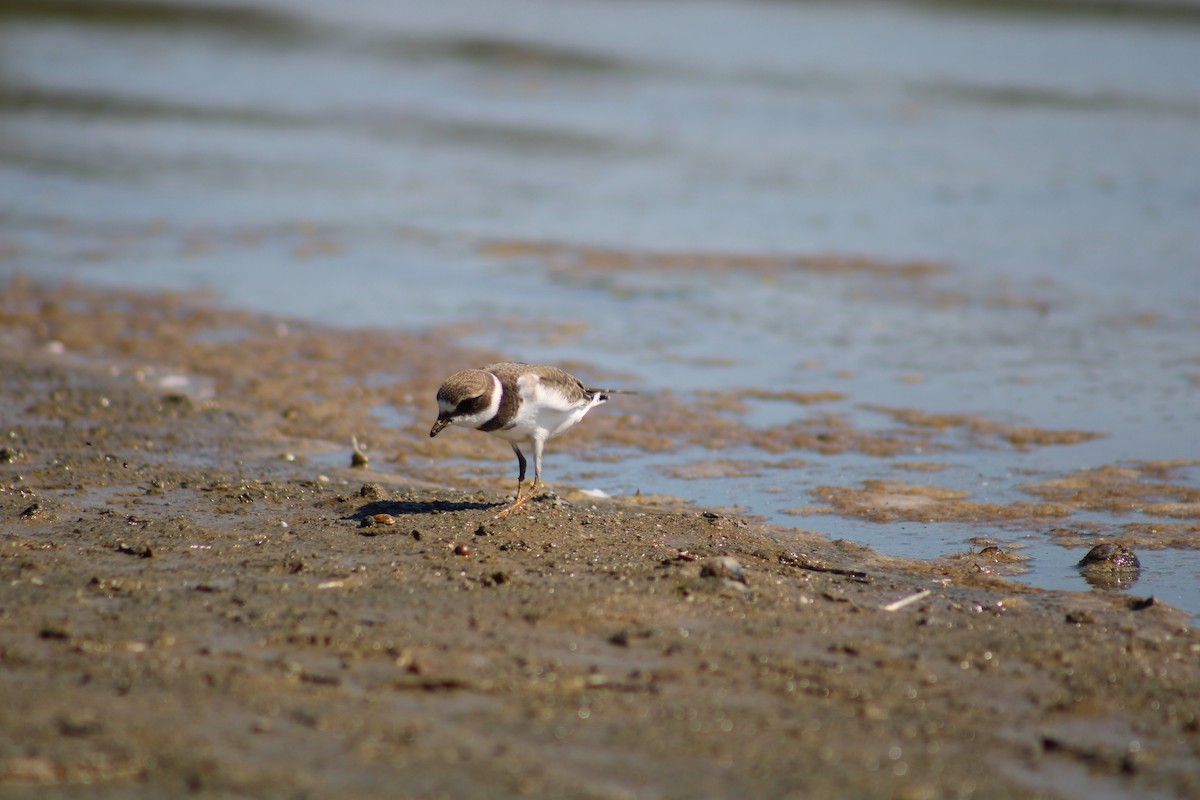 Semipalmated Plover - ML476946361