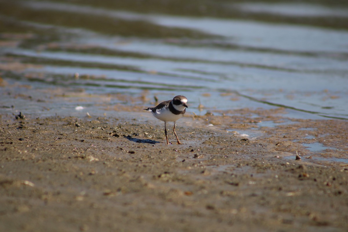 Semipalmated Plover - ML476946371