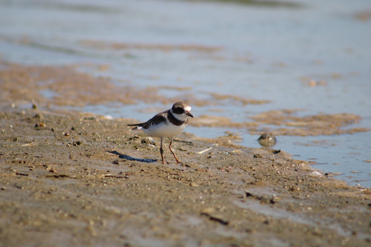 Semipalmated Plover - ML476946421
