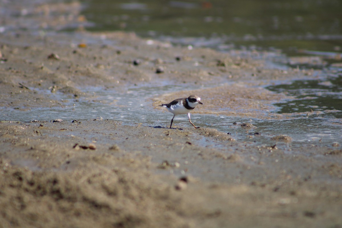 Semipalmated Plover - ML476946551