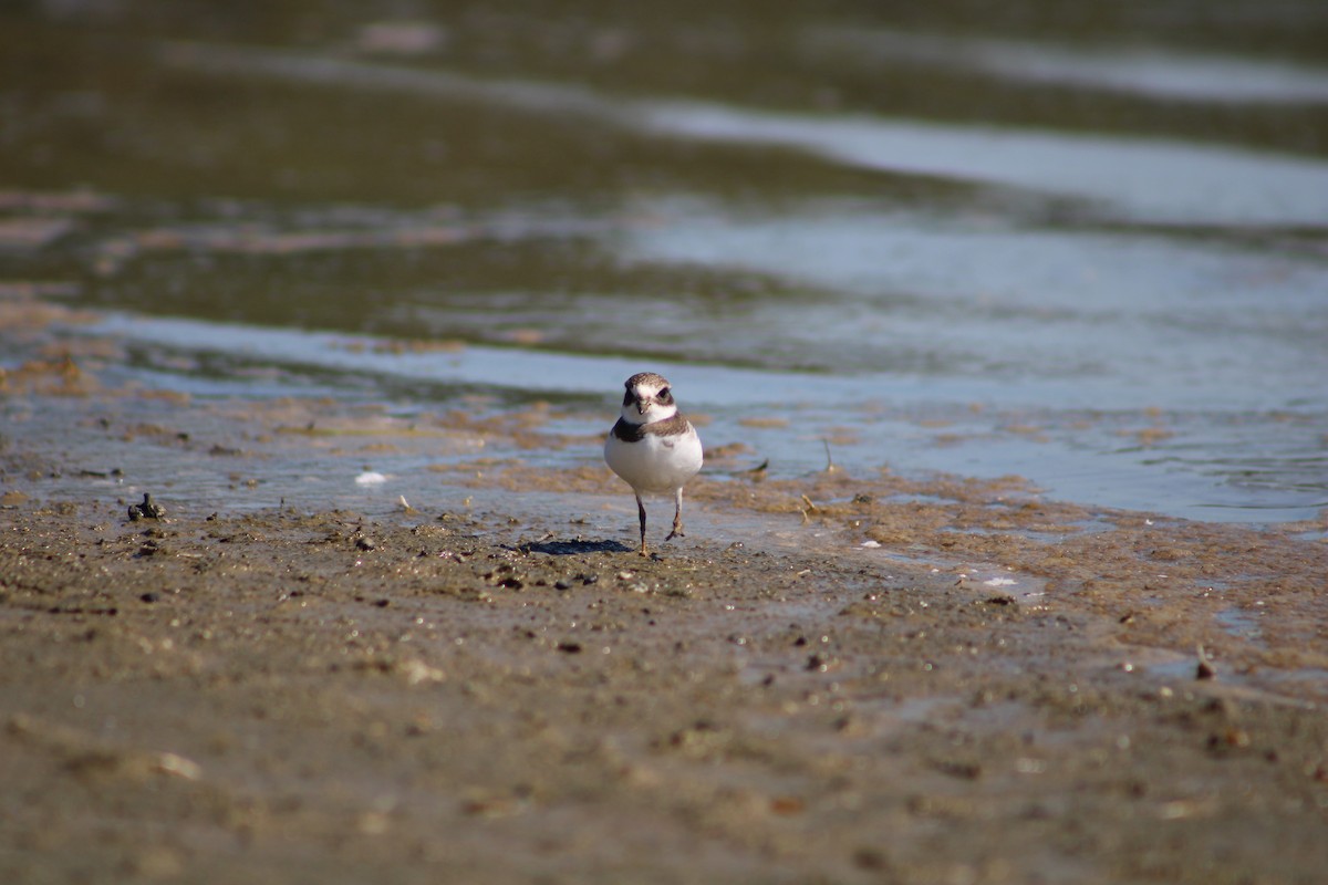 Semipalmated Plover - ML476946731