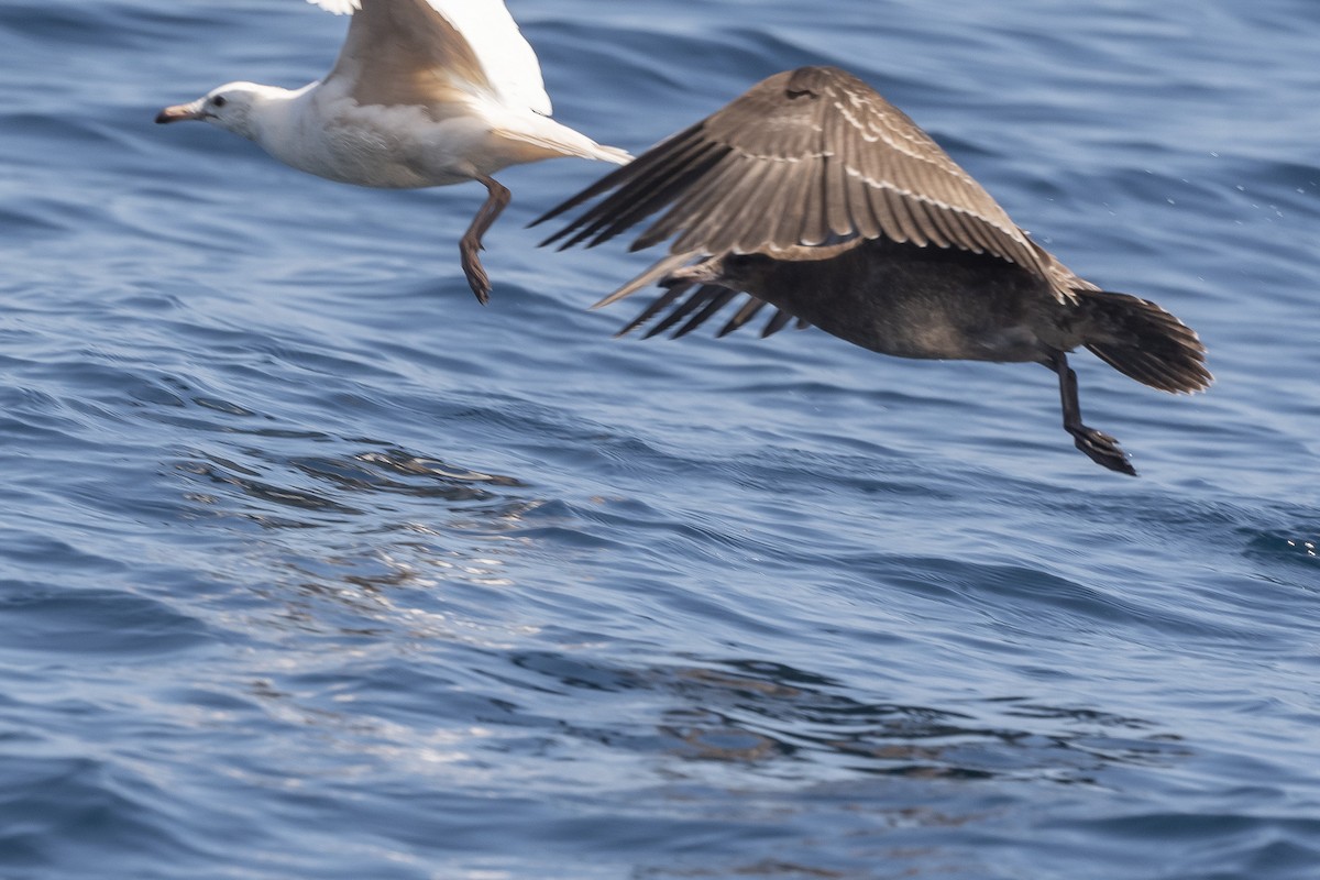 Larus sp. - James McNamara