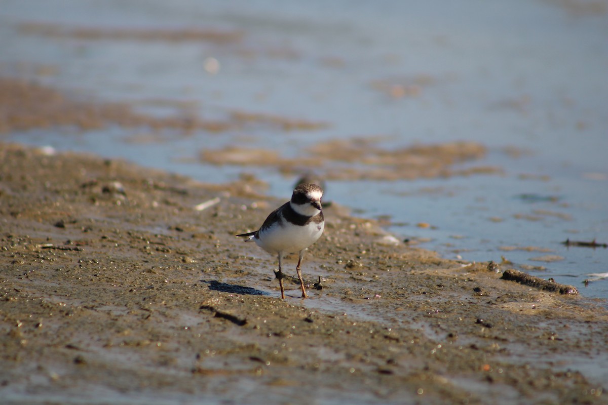 Semipalmated Plover - ML476946861