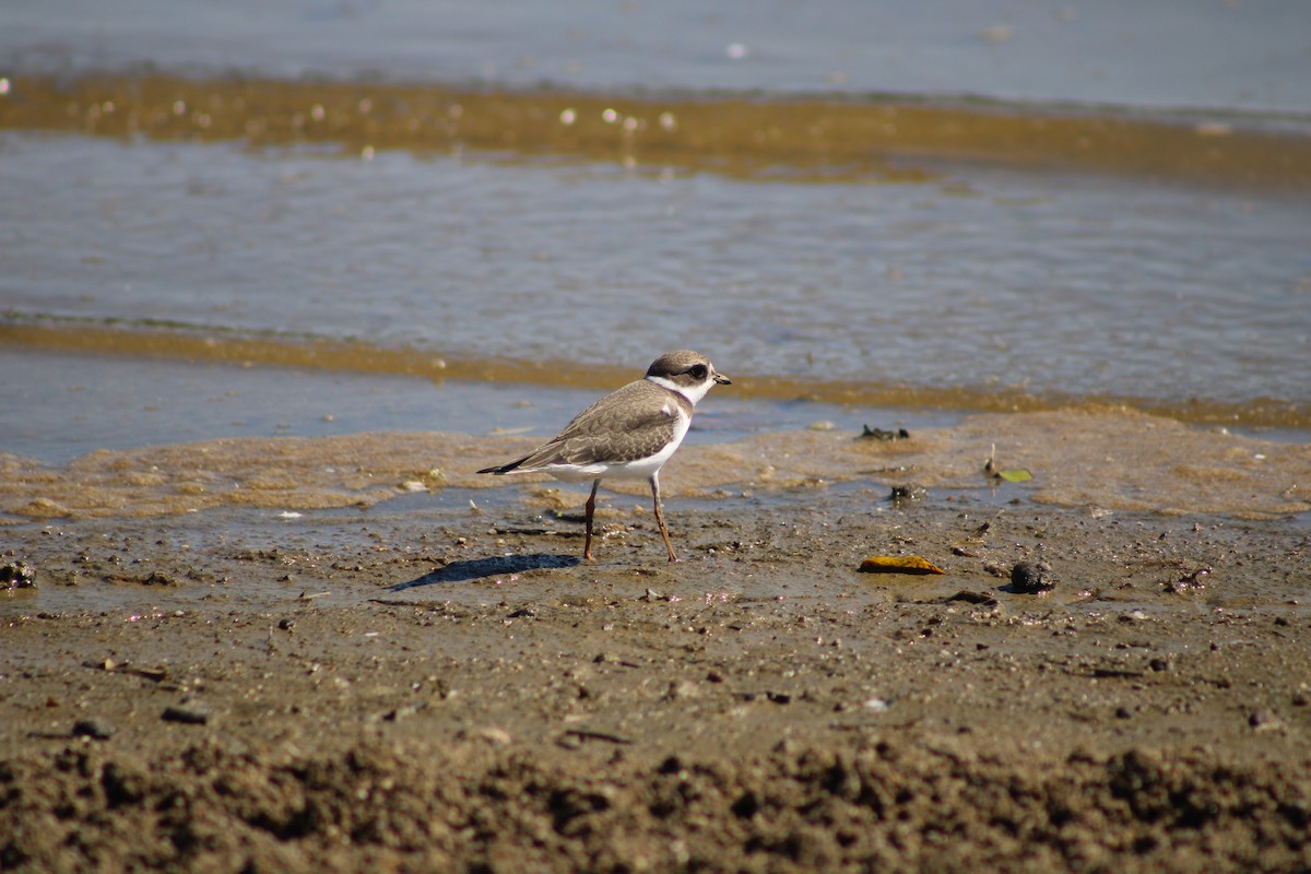 Semipalmated Plover - ML476946881
