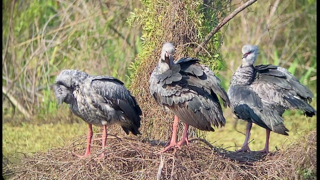 Southern Screamer - ML476949631