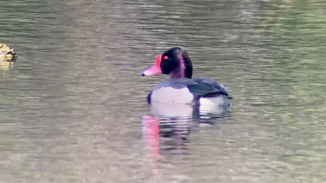 Rosy-billed Pochard - ML476950101