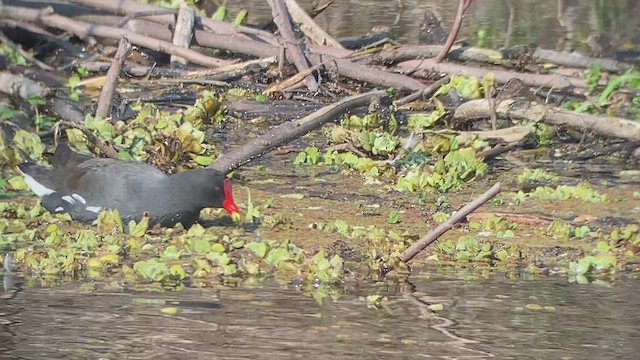 Common Gallinule - ML476950361