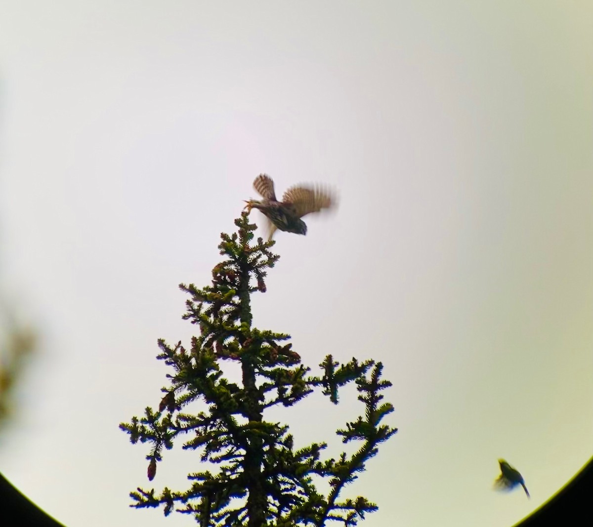 Northern Pygmy-Owl - ML476950631