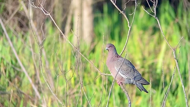 Pigeon picazuro - ML476950731