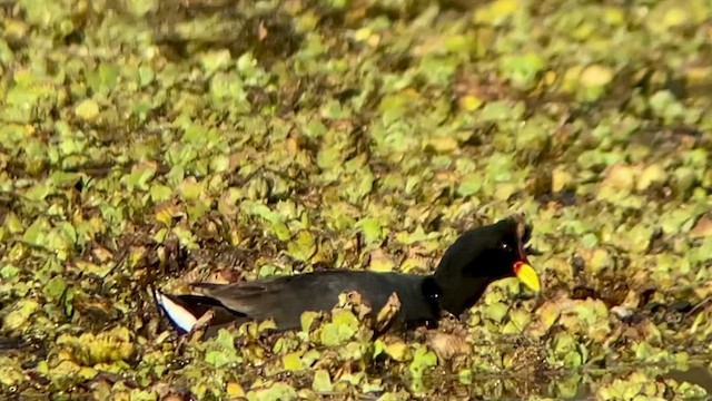 Red-fronted Coot - ML476950941