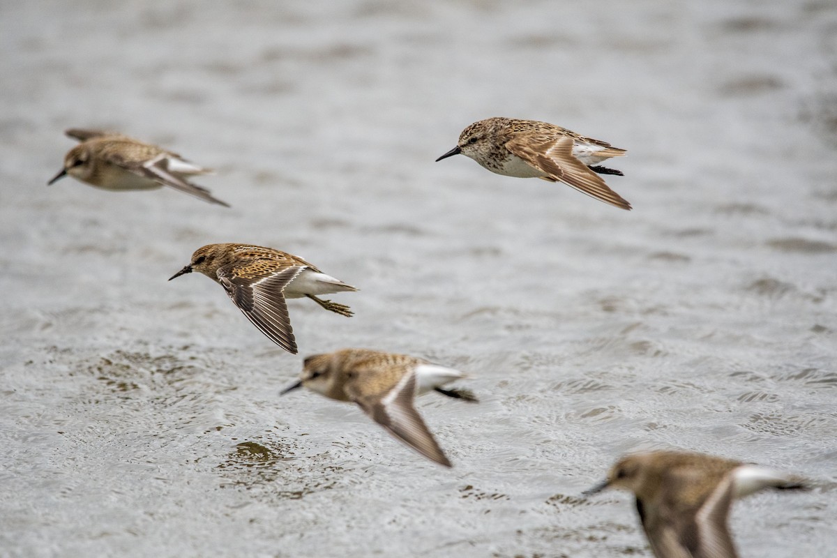 Least Sandpiper - ML476951771