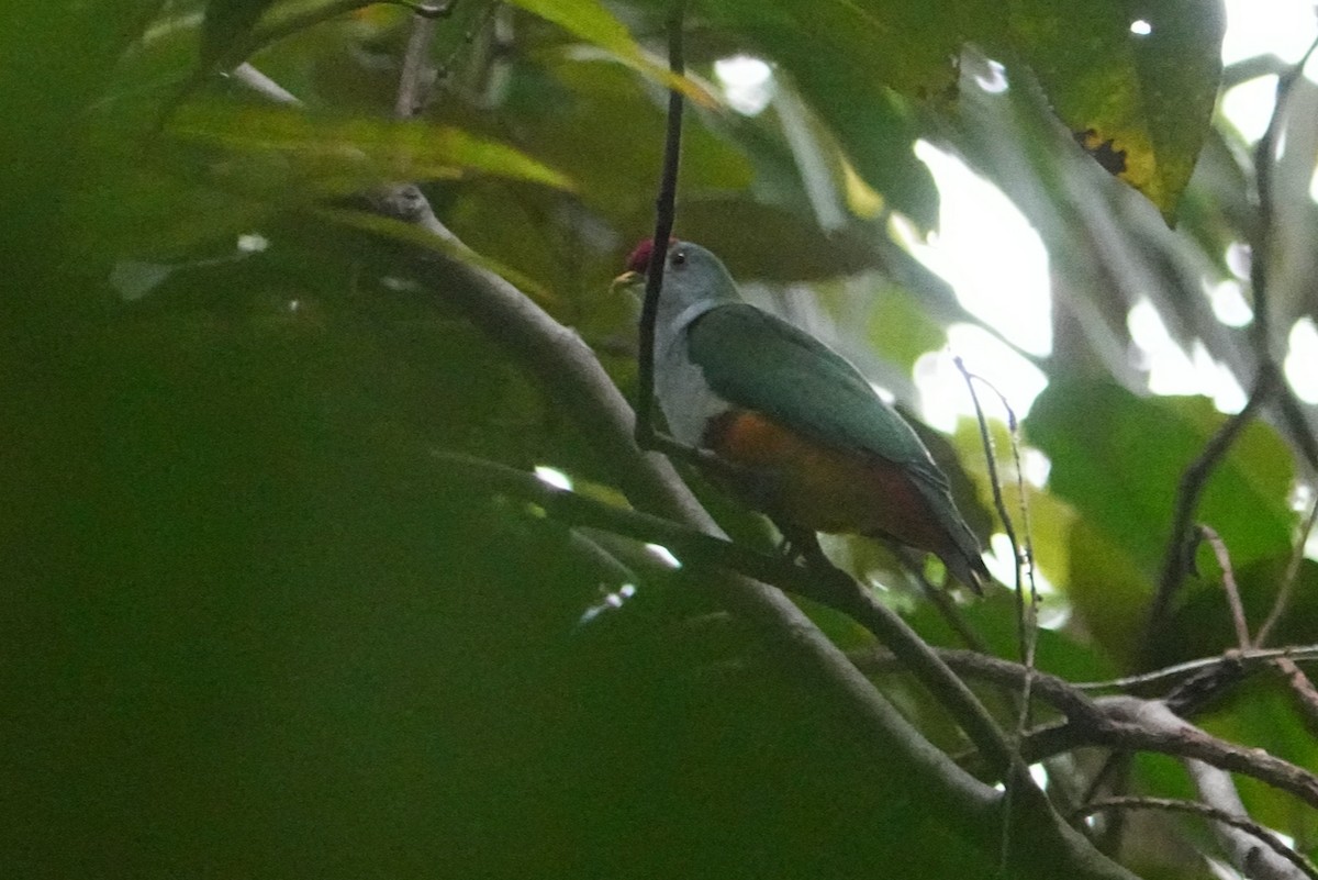 Beautiful Fruit-Dove - ML476951941