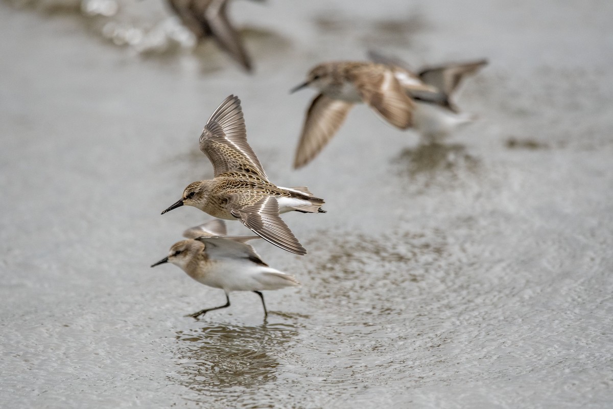 Semipalmated Sandpiper - ML476952231