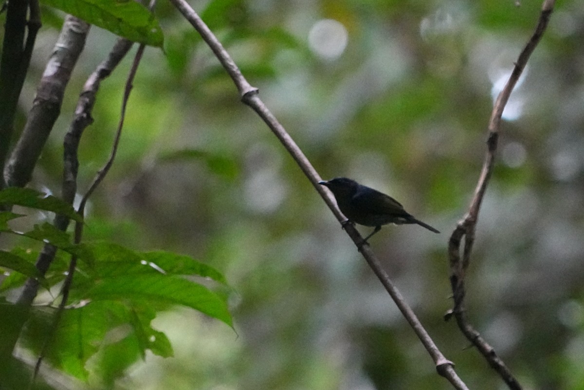 Black Berrypecker - ML476952671