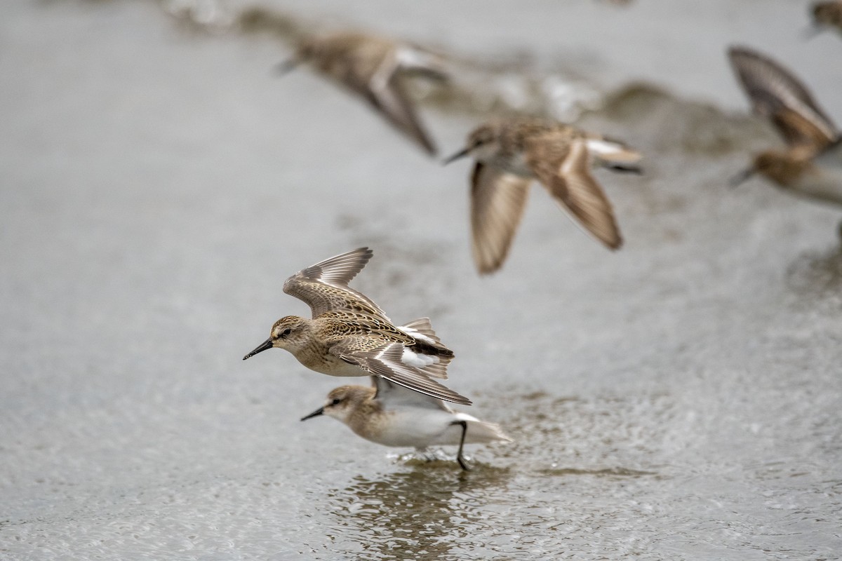 Semipalmated Sandpiper - ML476952681