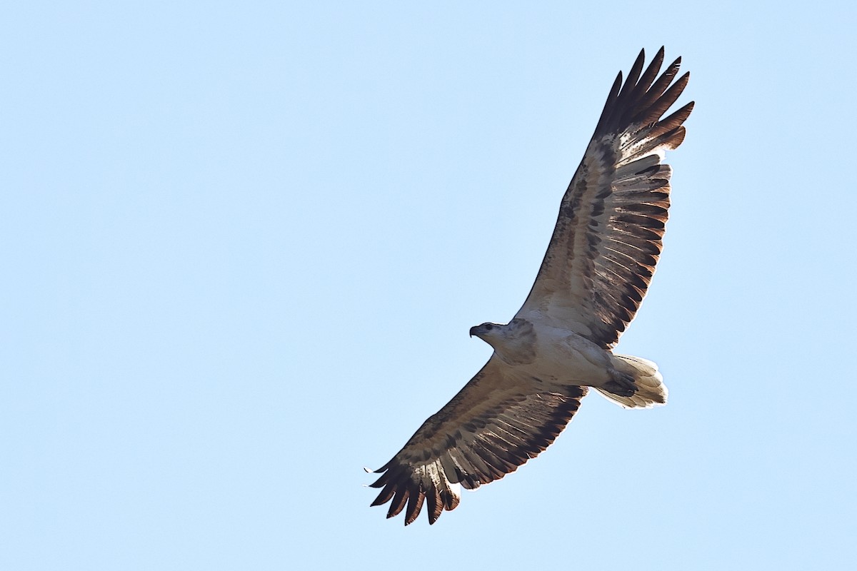 White-bellied Sea-Eagle - ML476953321