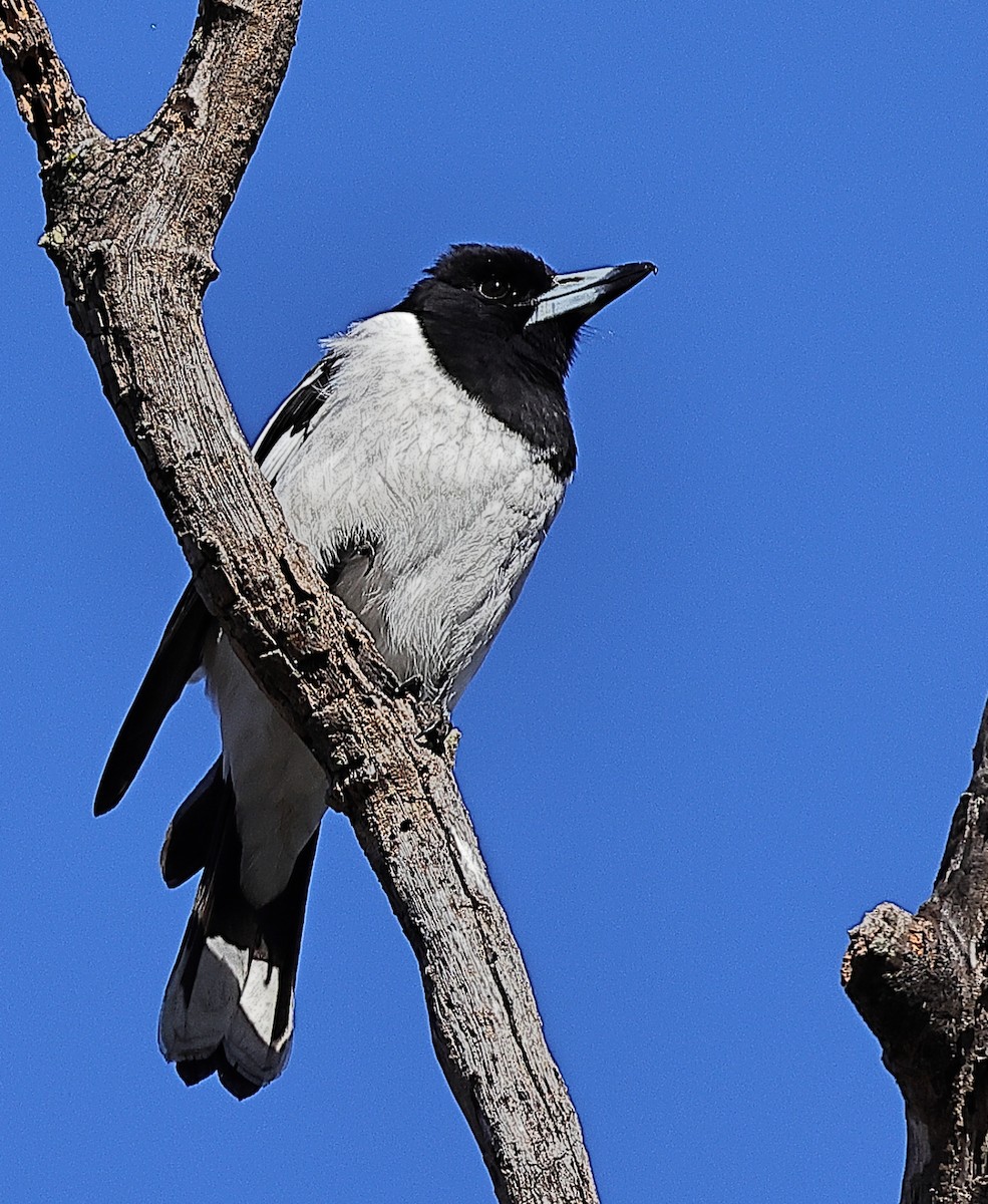 Pied Butcherbird - ML476953361