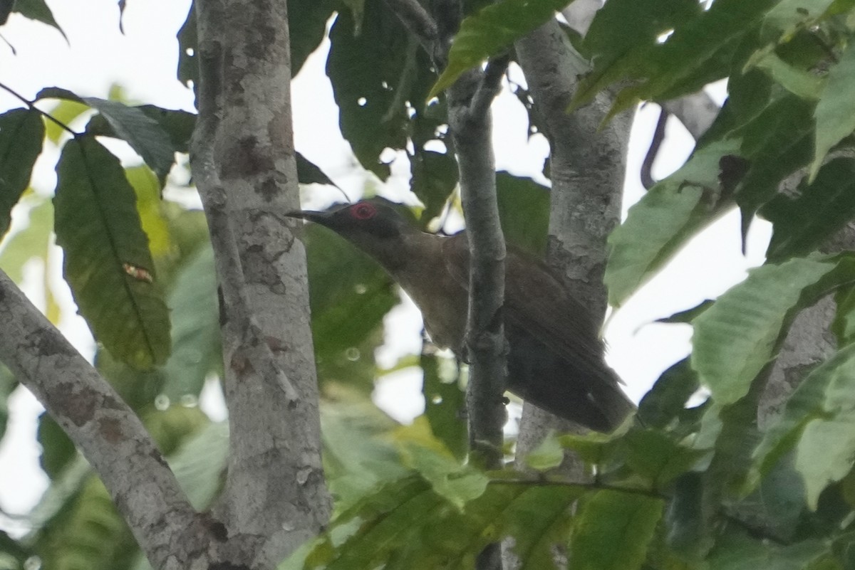 Long-billed Cuckoo - ML476954321