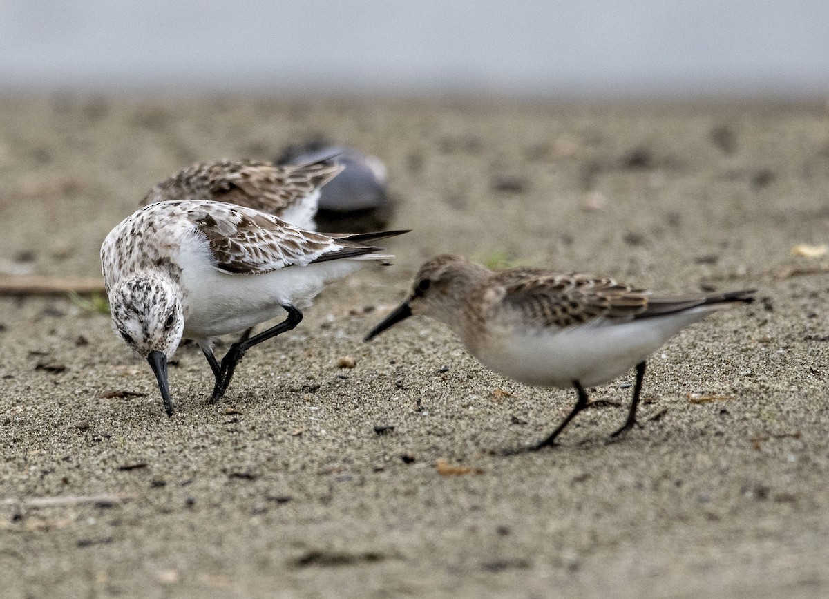 Sanderling - ML476954331