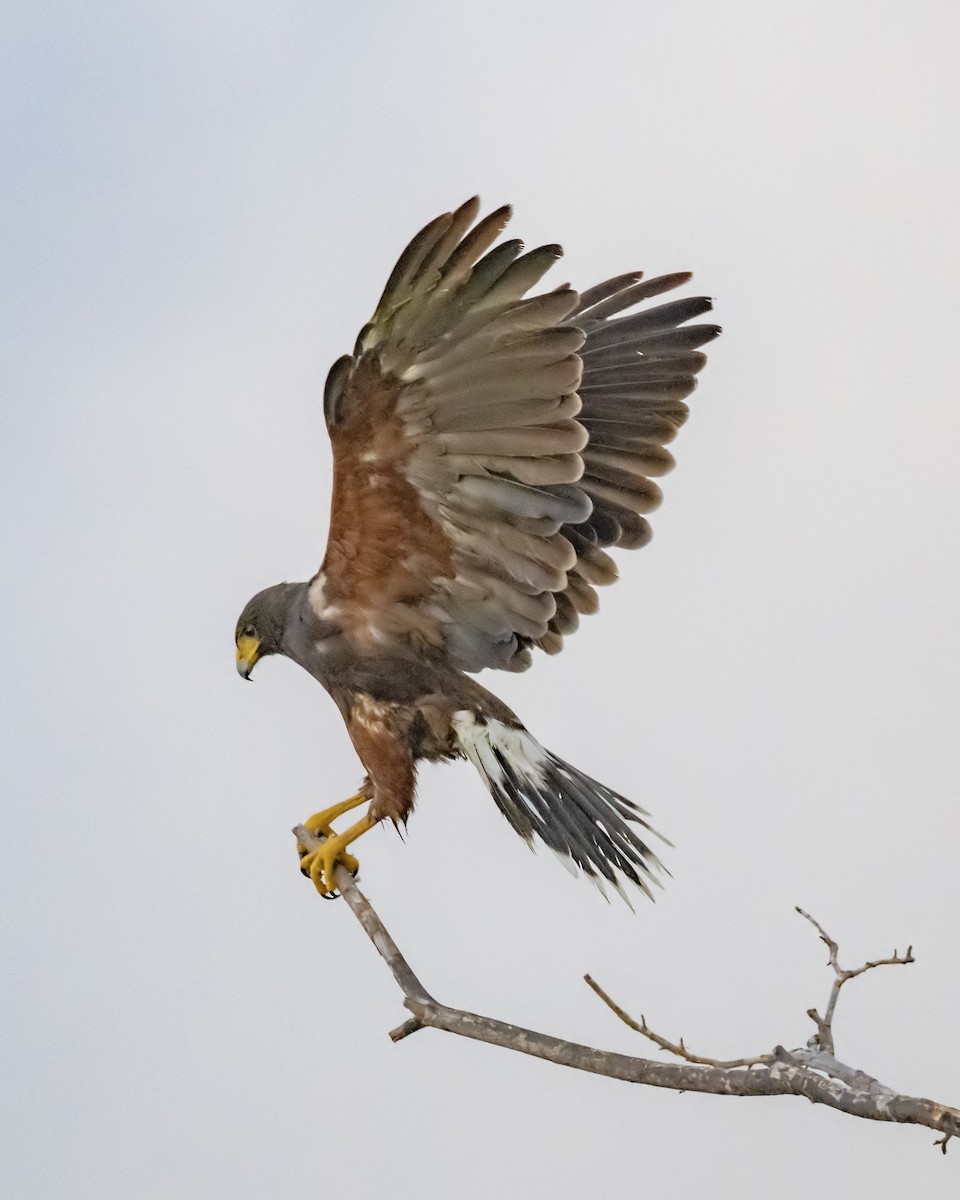 Harris's Hawk - Alfred Bowles