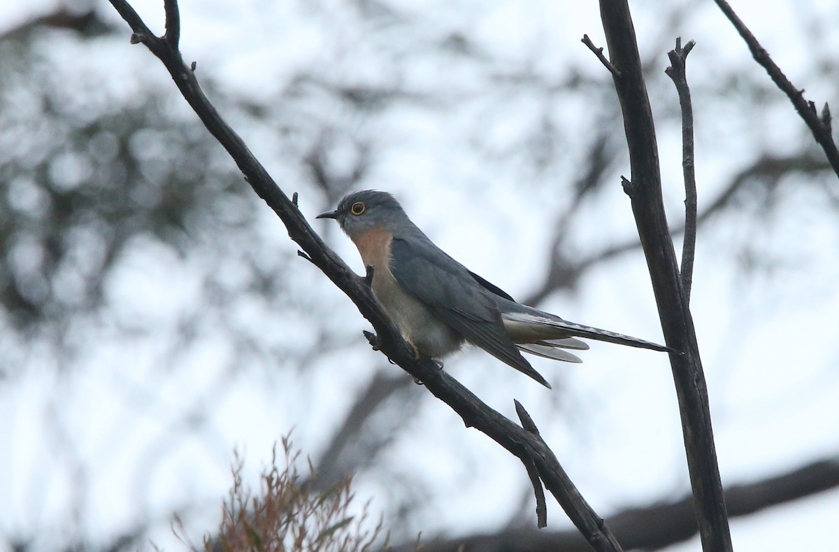 Fan-tailed Cuckoo - ML476956121